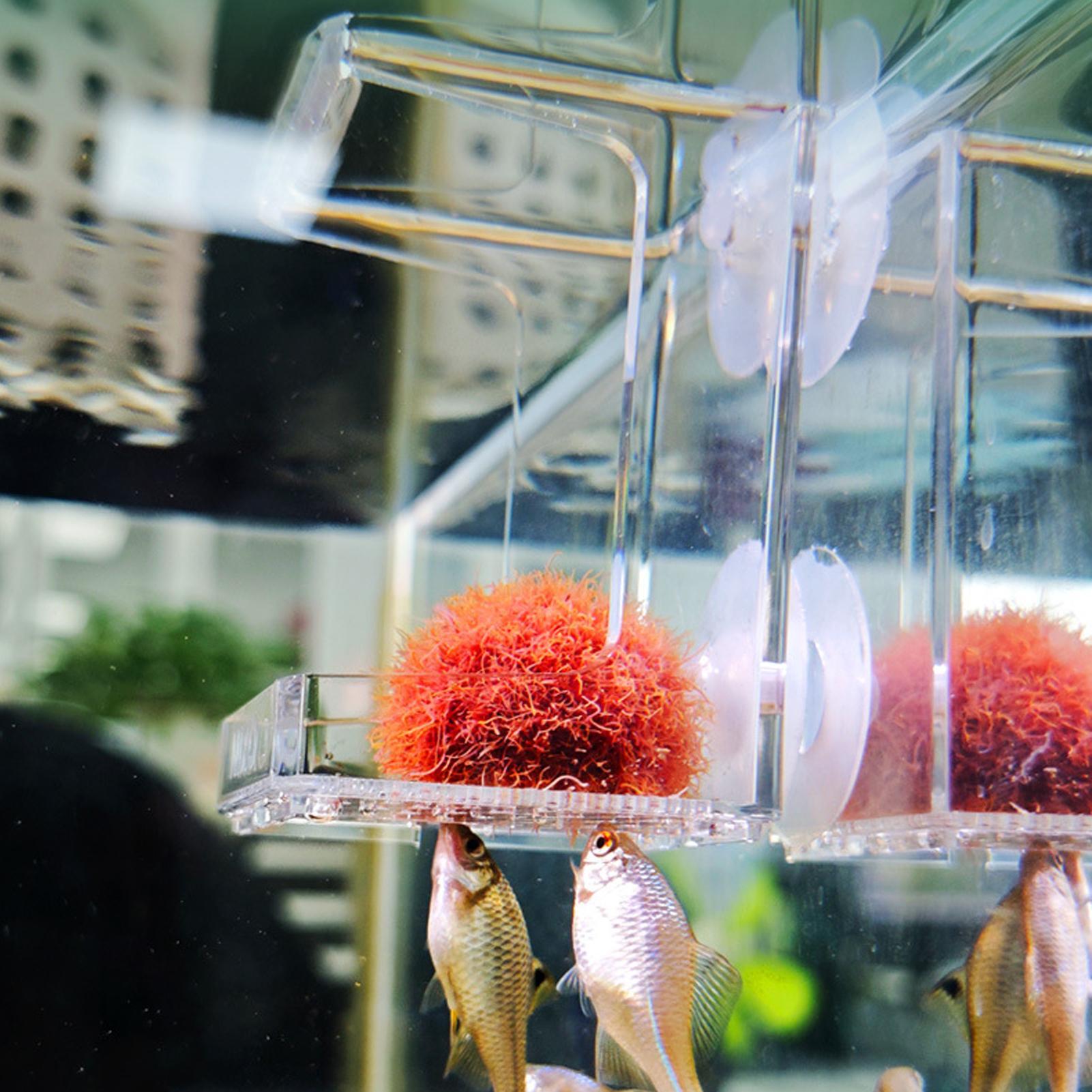 Tetra Fish In Aquarium - 水族館フィーダー吸盤水族館フィーダートレイ水槽フードトレイカメベタテトラエビ海水淡水オフィス用