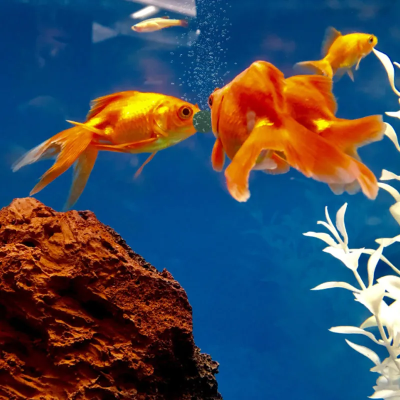 100 個高純度スピルリナ錠スパイラル海藻強化お気に入りのペ - Fish Food Flake のレビューと価格
