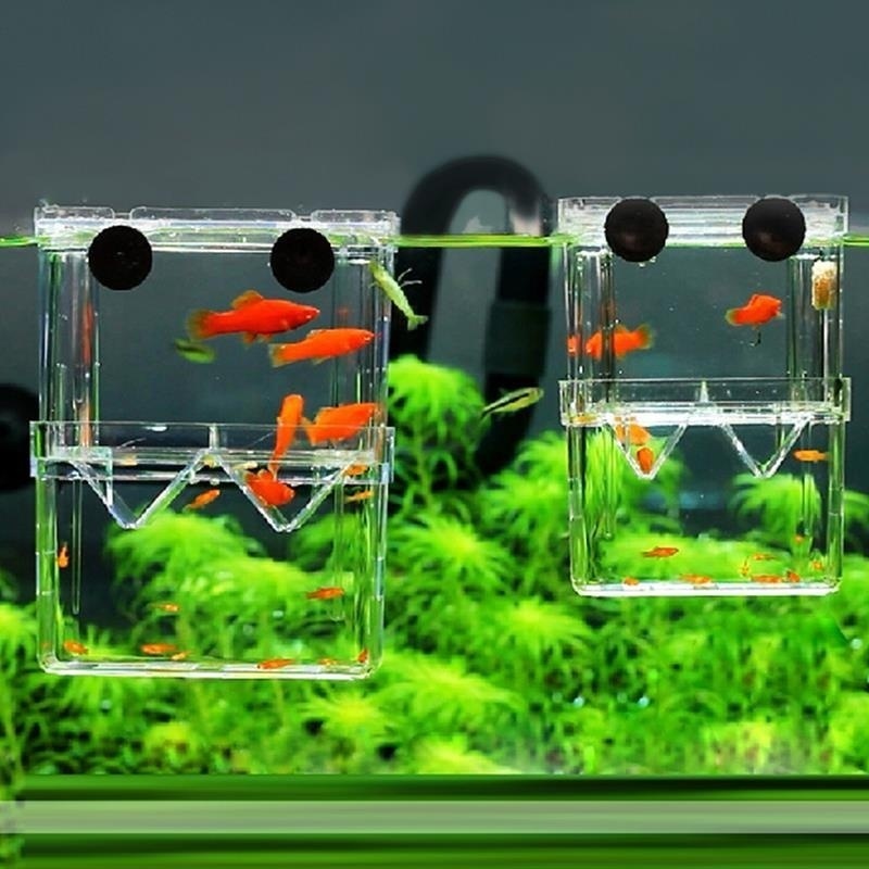 多機能フィッシュアイソレーションボックス,魚の苗の高い透明な - Aquarium Fish Background のレビューと価格