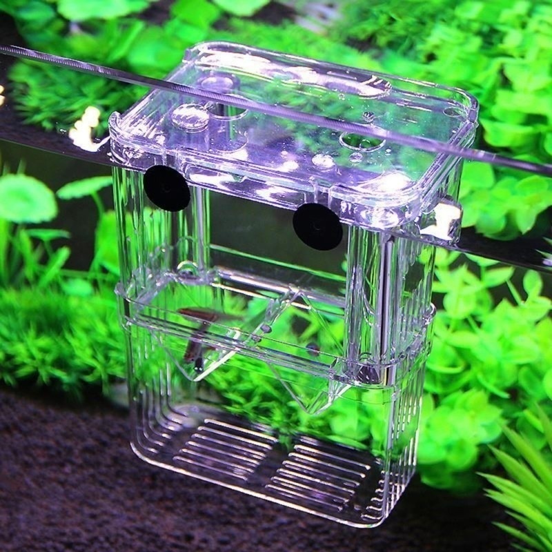 多機能フィッシュアイソレーションボックス,魚の苗の高い透明な - Aquarium Fish Background のレビューと価格