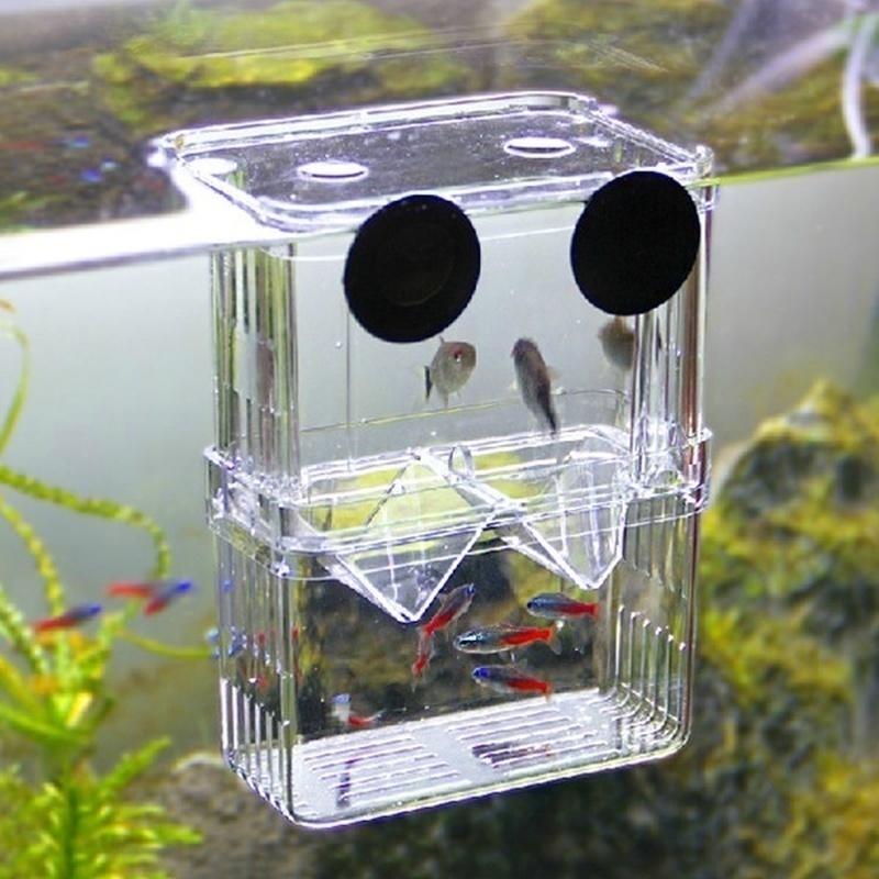 多機能フィッシュアイソレーションボックス,魚の苗の高い透明な - Aquarium Fish Background のレビューと価格