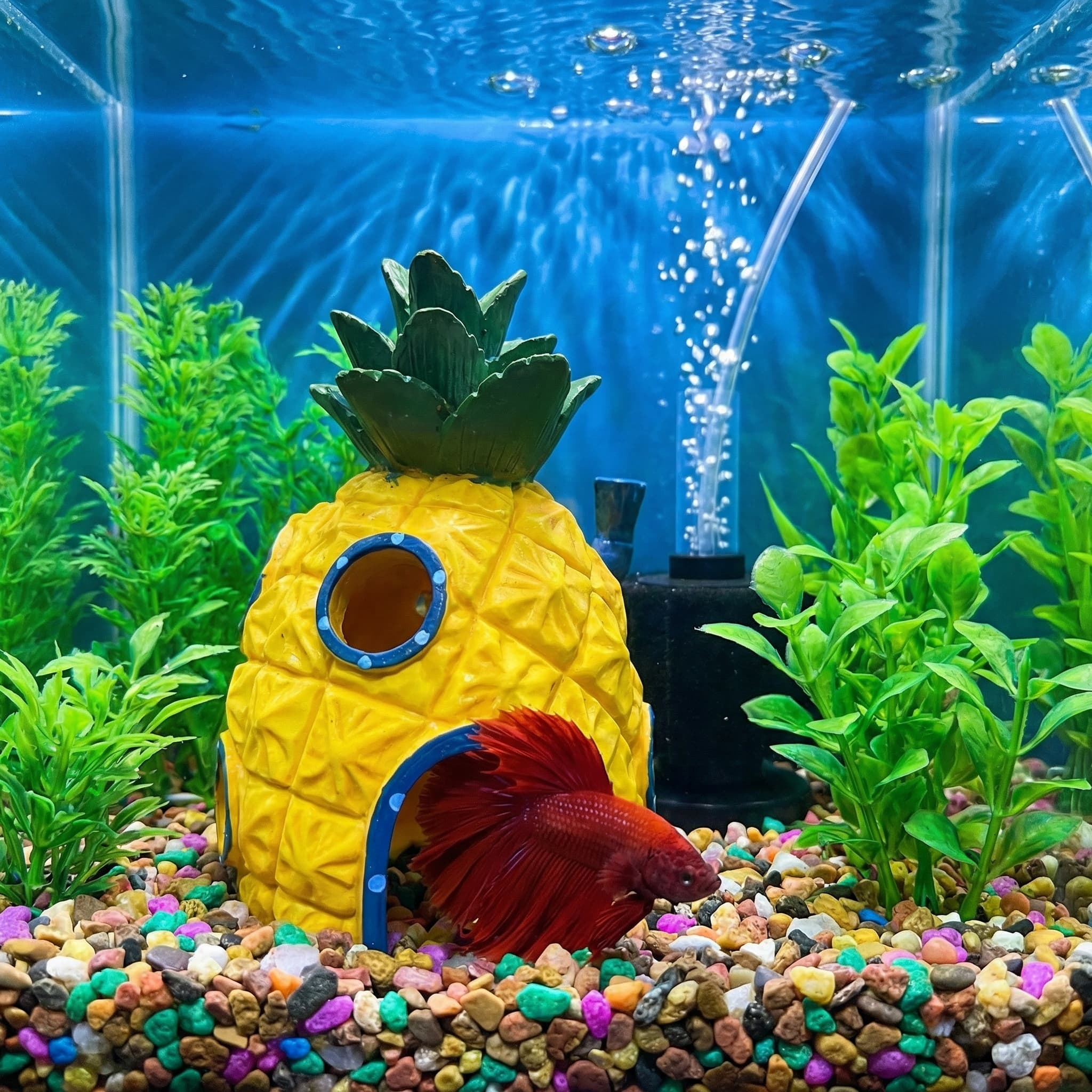 パイナップルハウス水族館装飾、エコフレンドリーな樹脂製ベタエ - Aquarium Fish Cave のレビューと価格