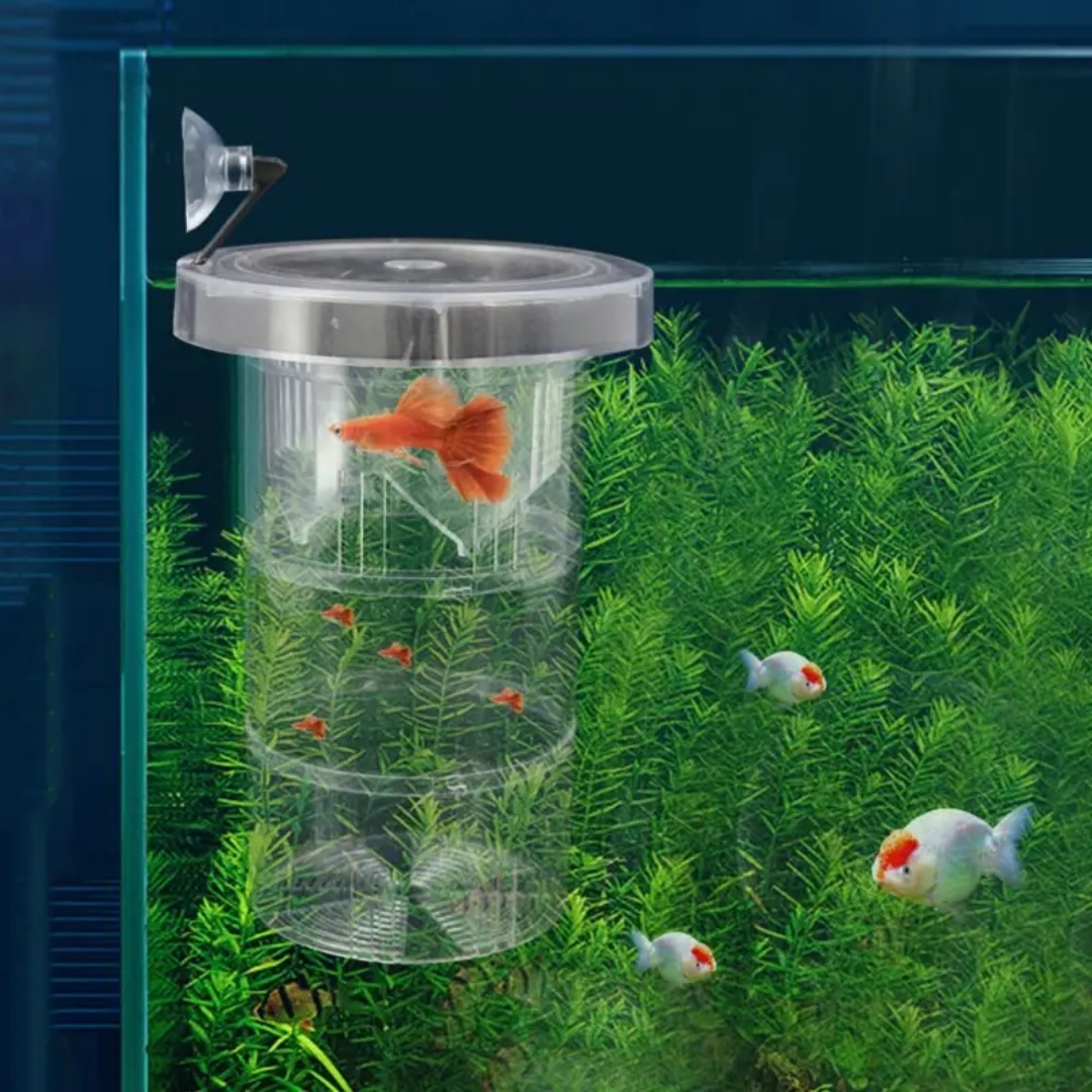 アクリル製浮遊魚繁殖隔離ボックス水槽飼育者フィーダー水槽孵化 - Aquarium Fish Cave のレビューと価格